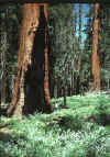 Image of giant sequoia