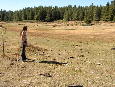 Overgrazing of meadow by cattle