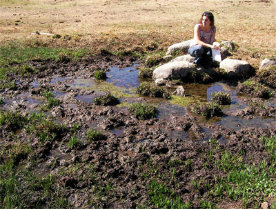 Spring, trampled by cattle