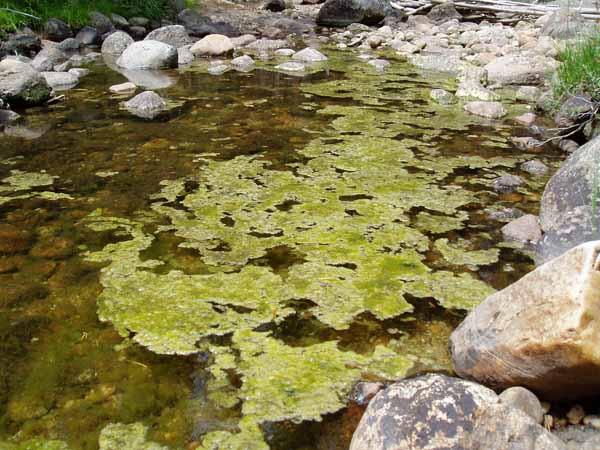 Algae Yosemite