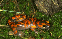 Slender Salamander