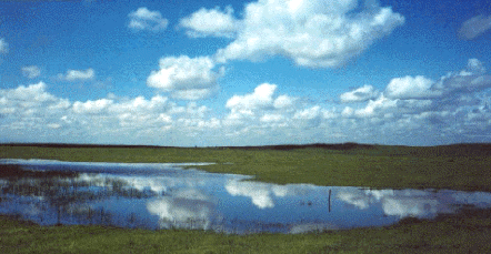 Vernal Pool